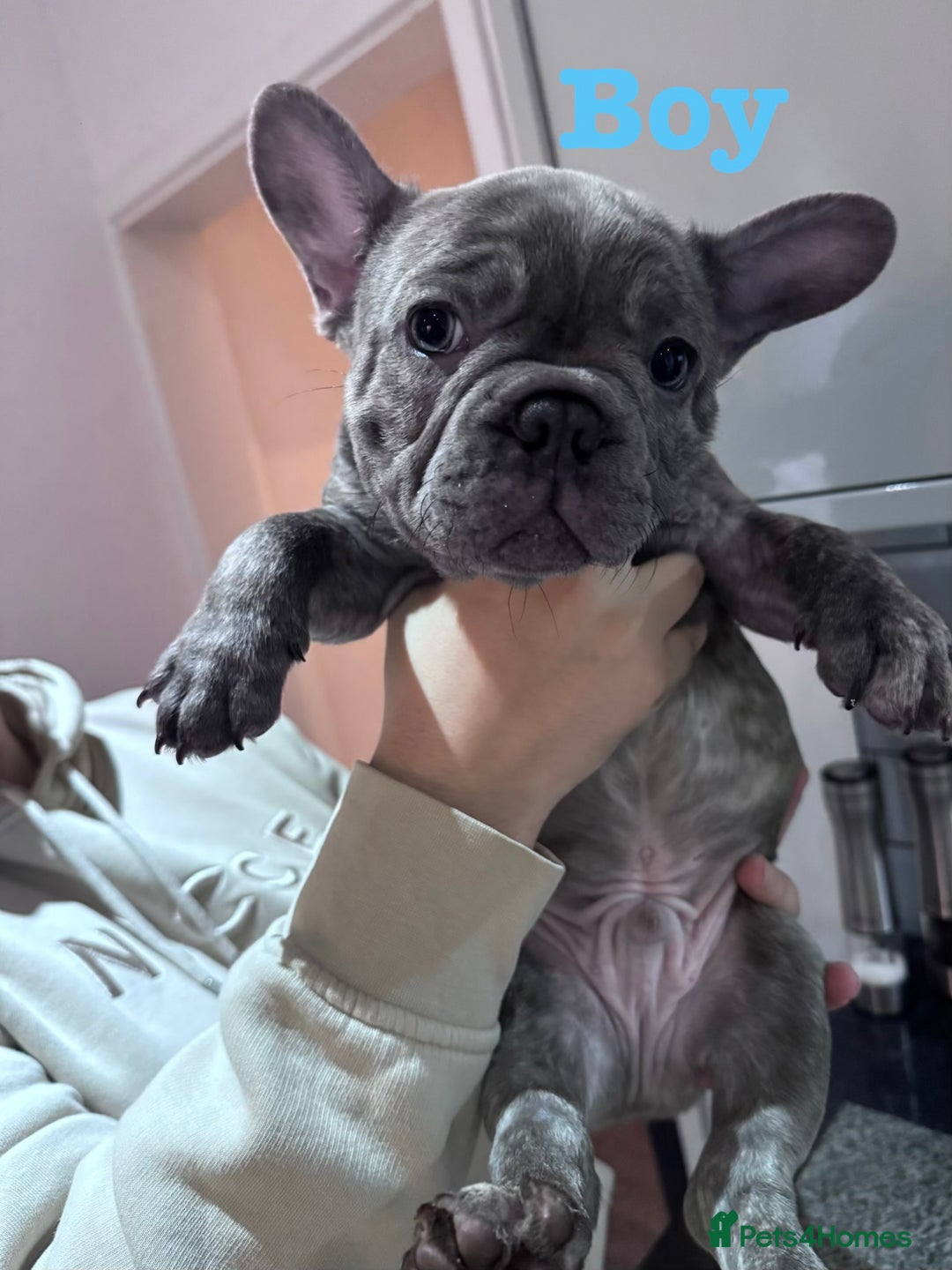 French Bulldog dogs for sale: LAST GIRL REMAINING - KC REG FRENCH BULLDOG PUP - Advert 3