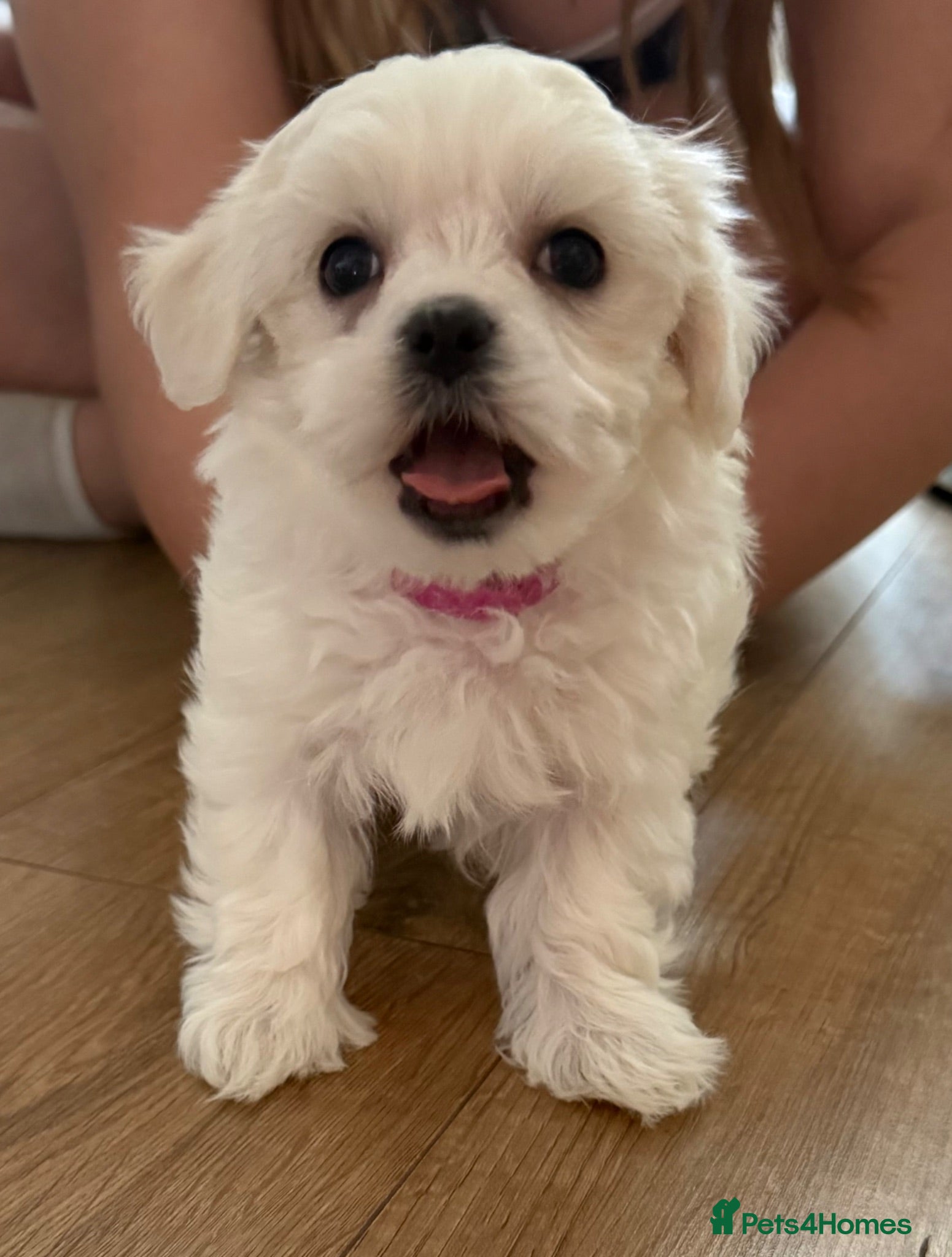 Maltese dogs Price negotiable - Advert 2