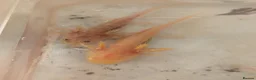 Axolotl reptiles for sale: Beautiful hypo baby Axolotls available last few  - Advert 12