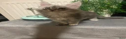 Maine Coon cats for sale: Maine coon babies  - Advert 12