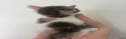 Ragdoll cats for sale: Half-Ragdoll kittens  - Advert 14