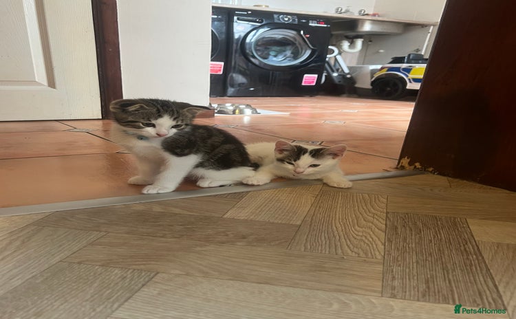 Scottish Fold cats - Advert 15
