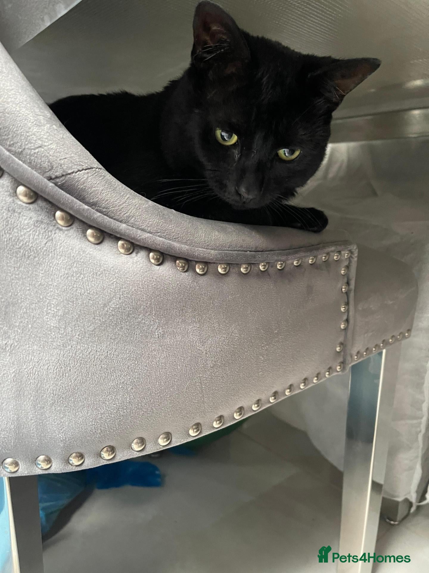 Domestic Shorthair cats Donut needs a Home - Advert 2
