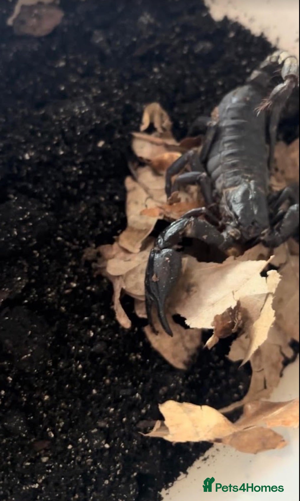 Scorpions invertebrates Asian Forest Scorpion - Advert 1