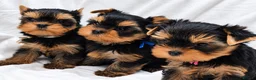 Yorkshire Terrier dogs for sale: Stunning Miniature Yorkshire Terrier Puppies - Advert 3