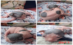 Sphynx cats for sale: Sphynx Kittens - Image 10