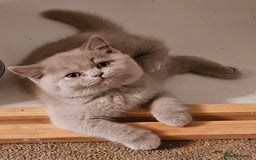 British Shorthair cats for sale: Gccf Champion parents RARE FAWN 1 left Ready Now - Image 23