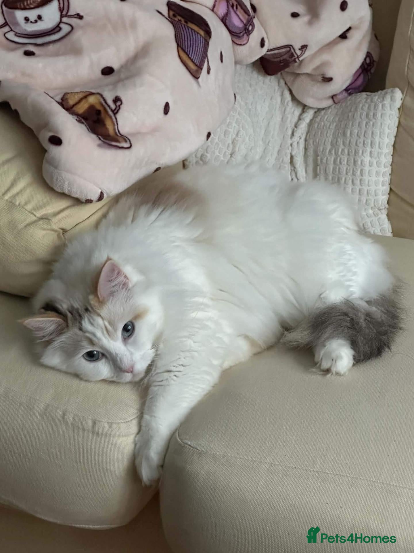 Ragdoll cats for sale: Tortie point ragdoll - Advert 5