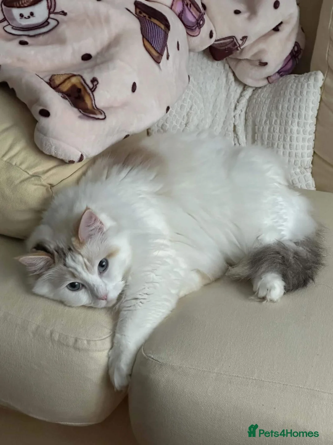 Ragdoll cats for sale: Tortie point ragdoll - Advert 1