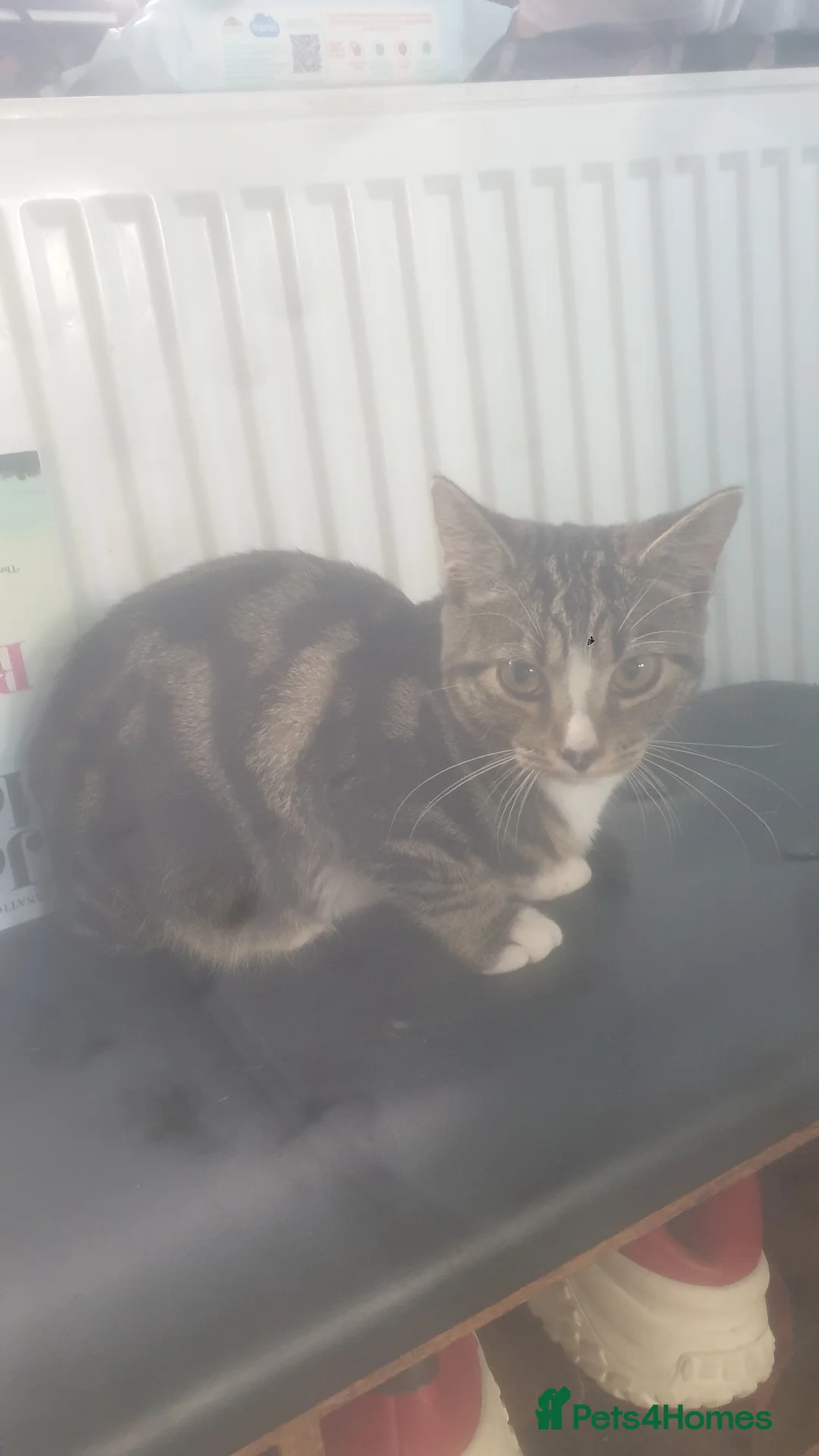Mixed Breed cats for sale: Mixed breed older kittens  - Advert 5