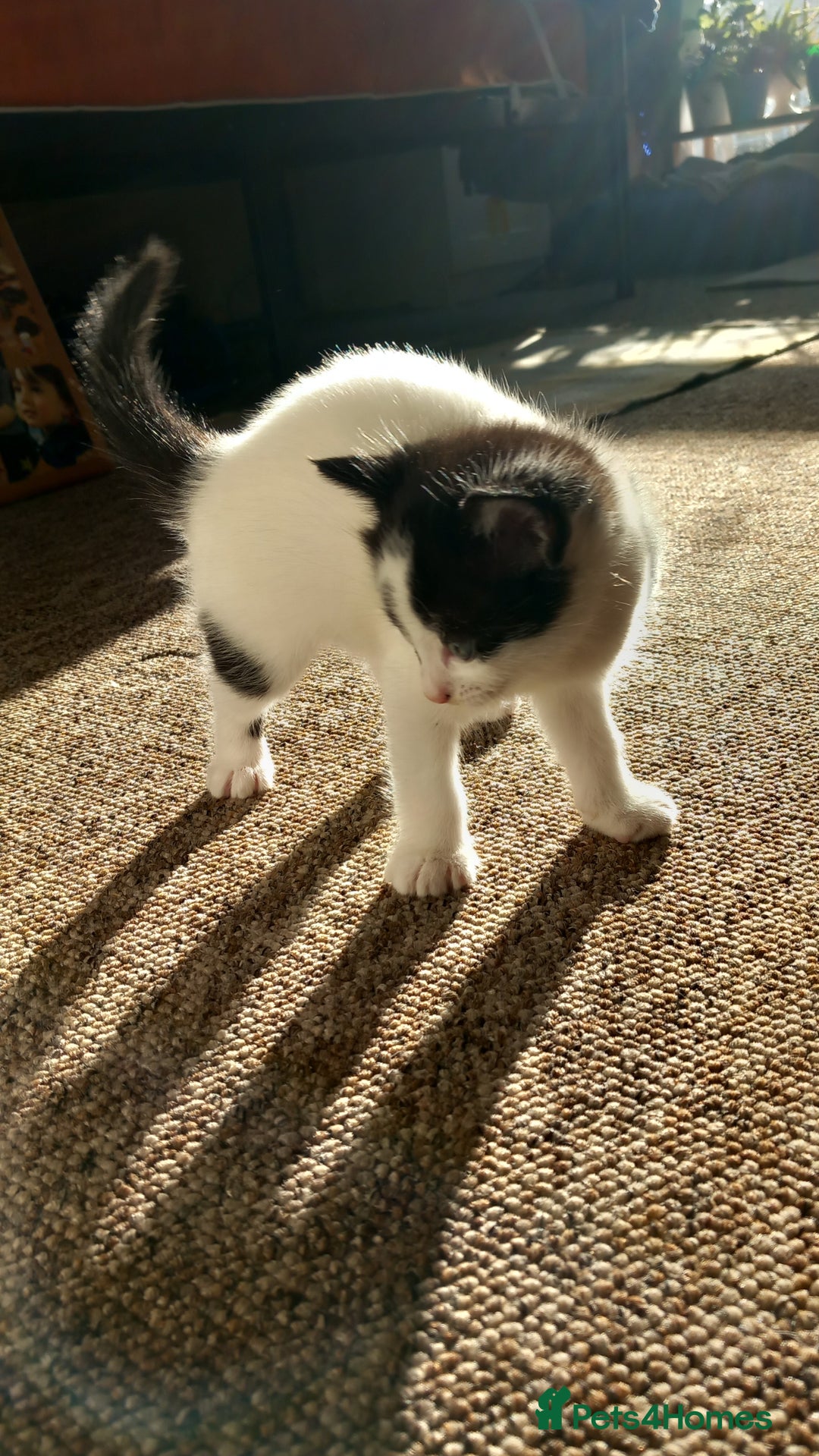 Mixed Breed cats for sale: Kittens available end of January  - Advert 7