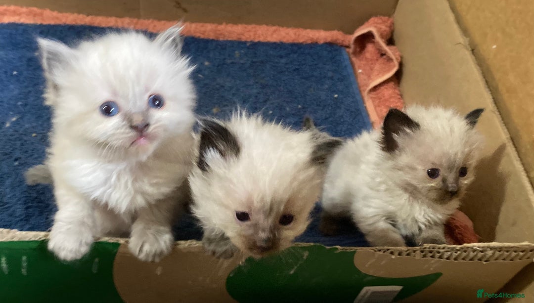 Ragdoll cats for sale: Lovely Kittens - Image 5