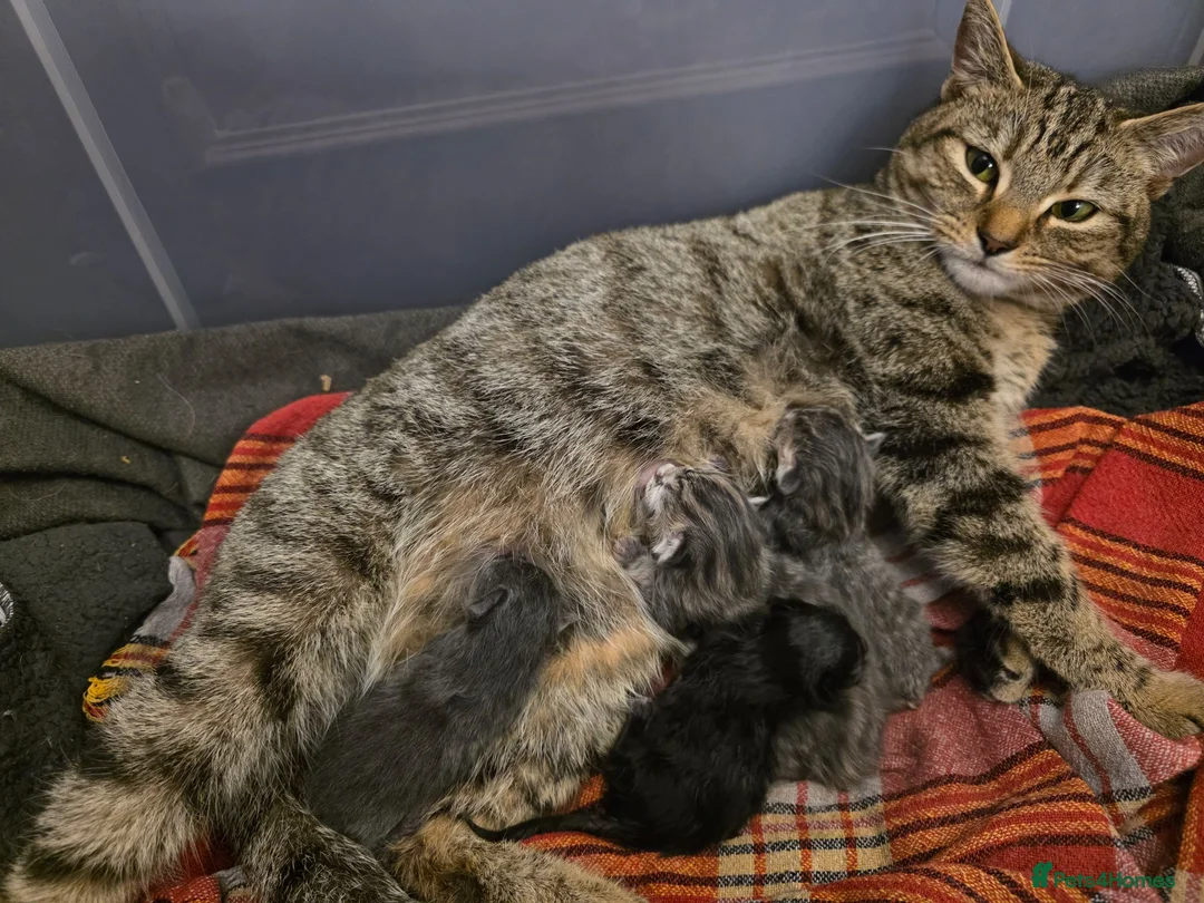 Maine Coon cats for sale: Maine coon half breed. - Advert 1