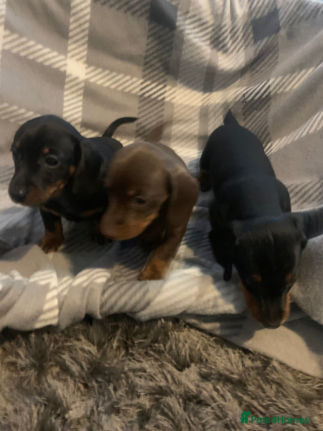 Dachshund dogs for sale: Daschund miniature  - Image 4