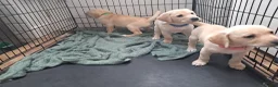 Goldador dogs for sale: Chunky lab x golden retriever puppies - Advert 9