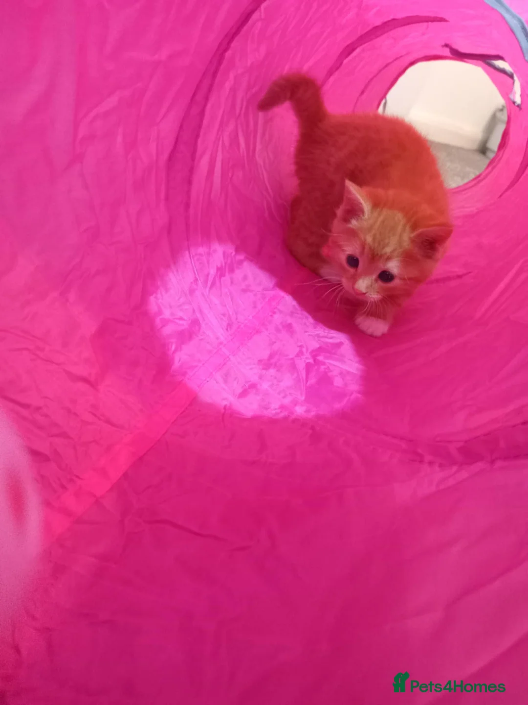 American Shorthair cats for sale: Tri coloured, 2 Ginger kittens and mother  - Advert 4