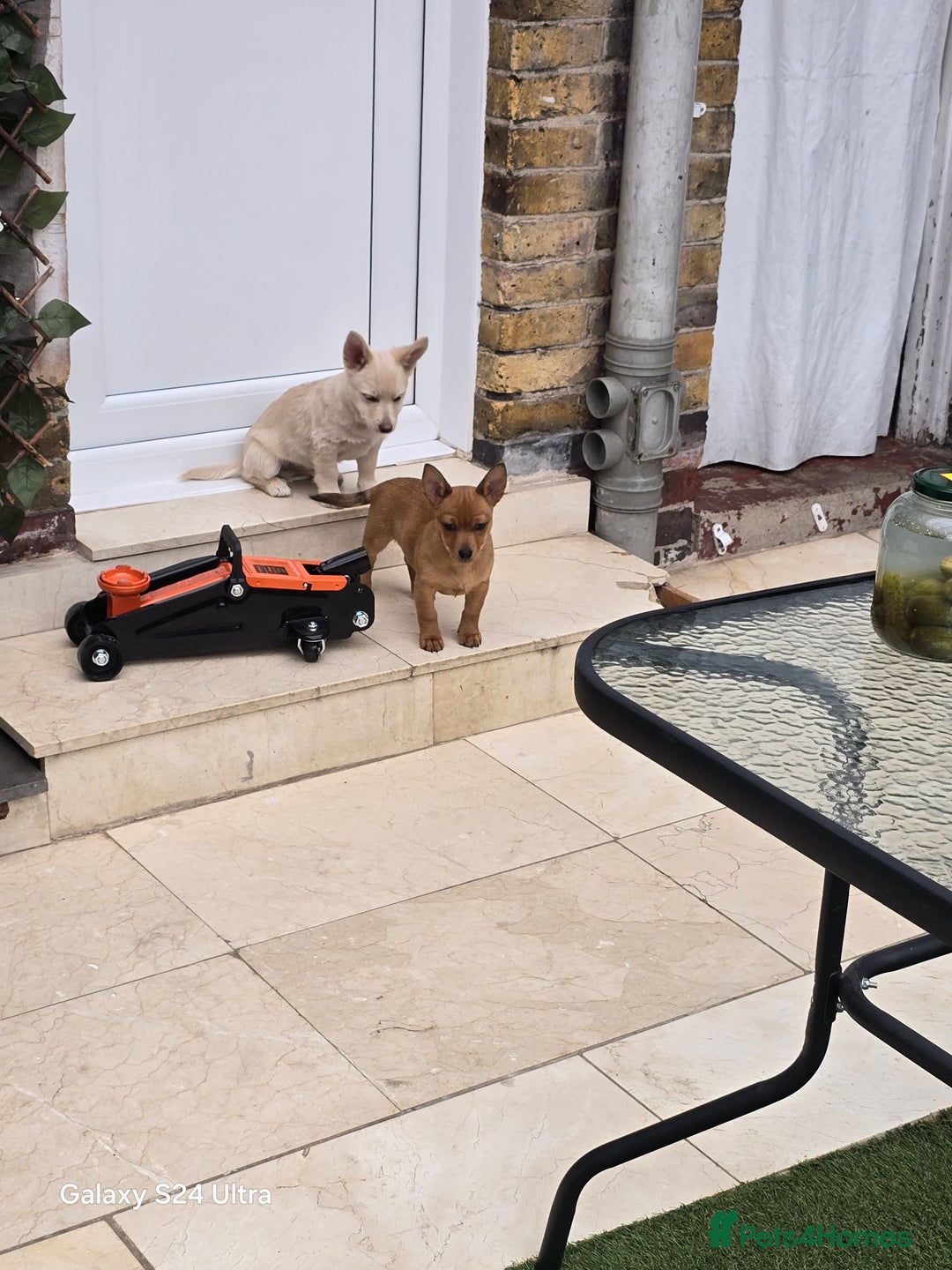 Mixed Breed dogs for sale: Puppy  - Advert 8