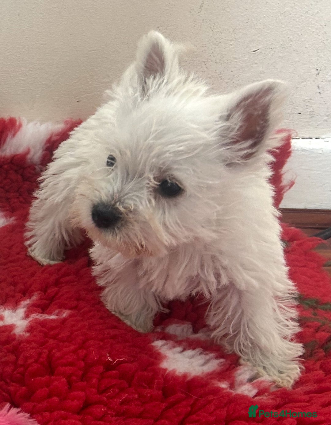 West Highland Terrier dogs for sale: 4 stunning west highland terrier puppies for sale - Image 9