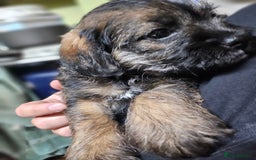 Border Terrier dogs for sale: Border terrier puppies - Image 7