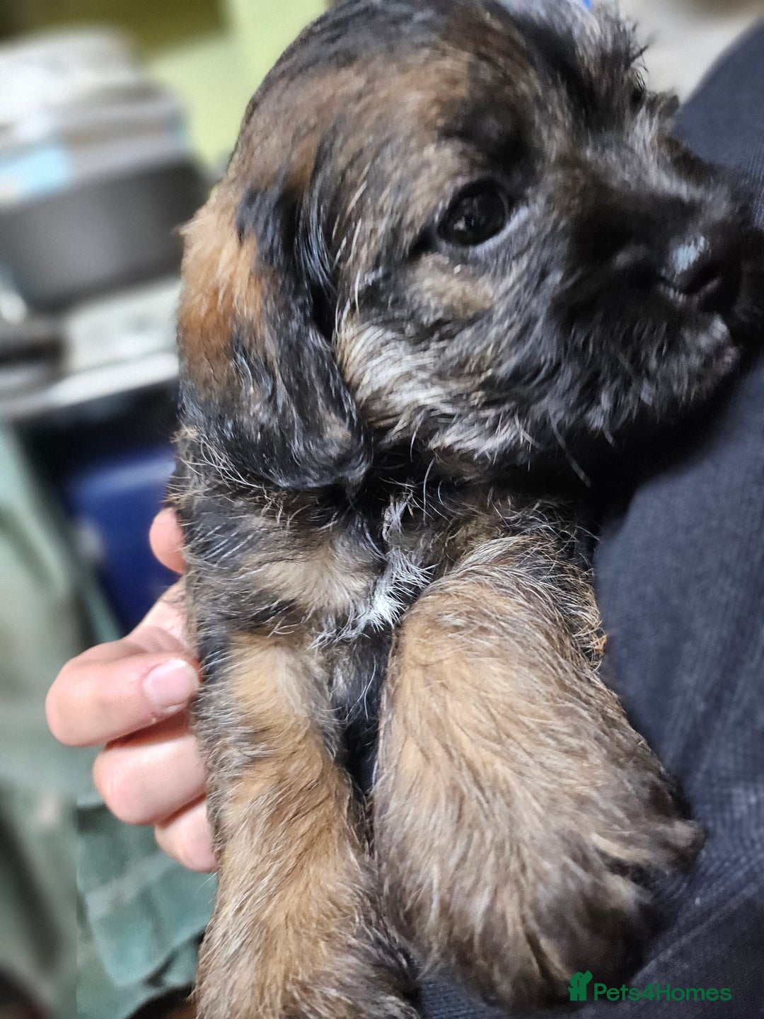 Border Terrier dogs for sale: Border terrier puppies - Image 7