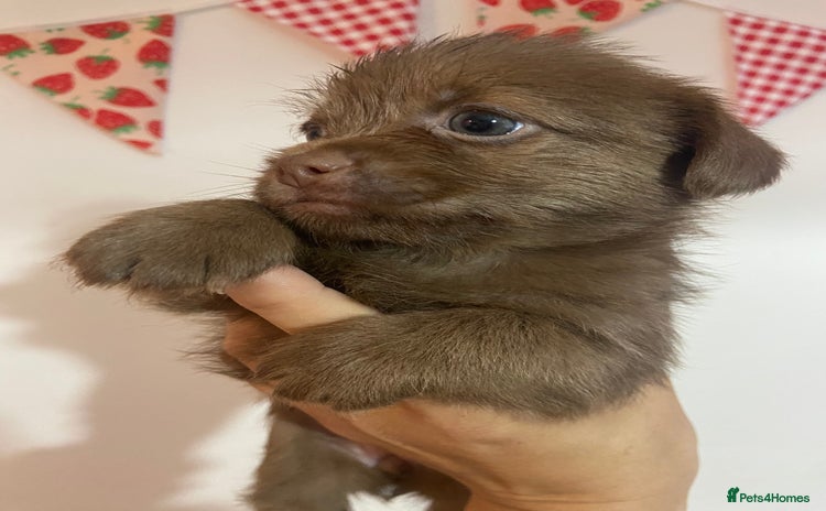 Mixed Breed dogs - Advert 1
