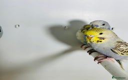 Budgerigars birds for sale: Stunning baby rainbow/pied budgies  in Luton - Image 6