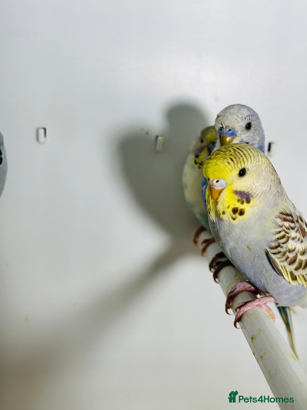 Budgerigars birds for sale: Stunning baby rainbow/pied budgies  in Luton - Image 6