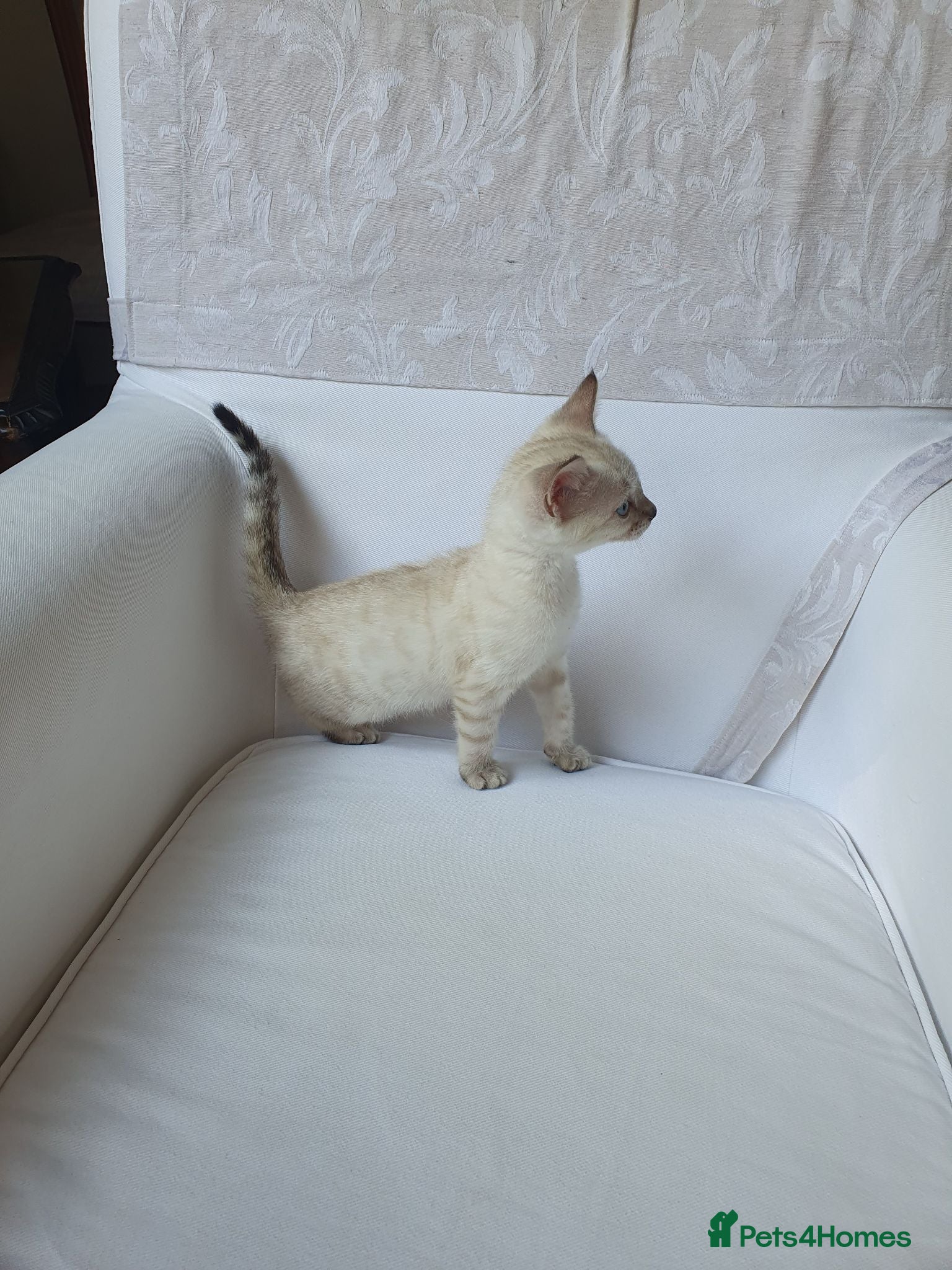 Bengal cats Pure Bengal breed - 2 snow bengal girls left  - Advert 1