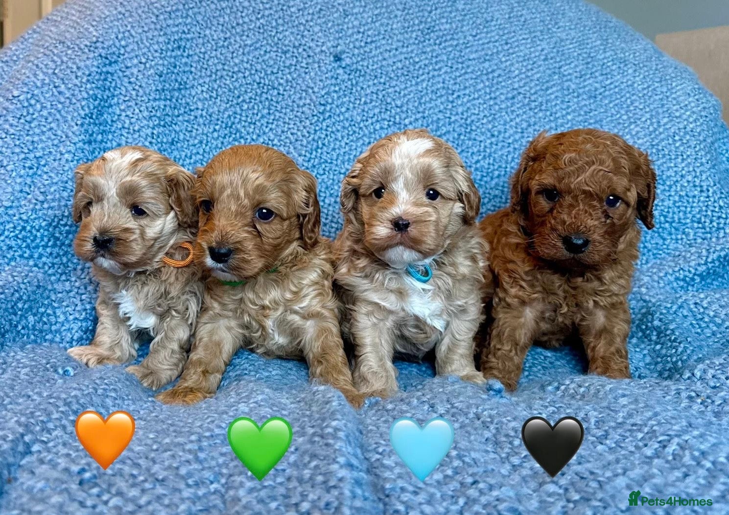 Cavapoo dogs Stunning F2 Cavapoo puppies 🩵🧡💚🖤 - Advert 1