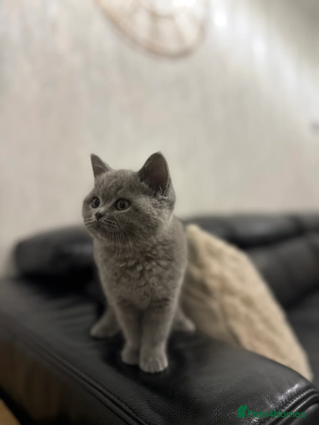 British Shorthair cats for sale: 3 month old british short hair pure breed - Advert 5