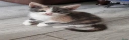Mixed Breed cats for sale: 5 stunning kittens looking for  there new homes  - Advert 5