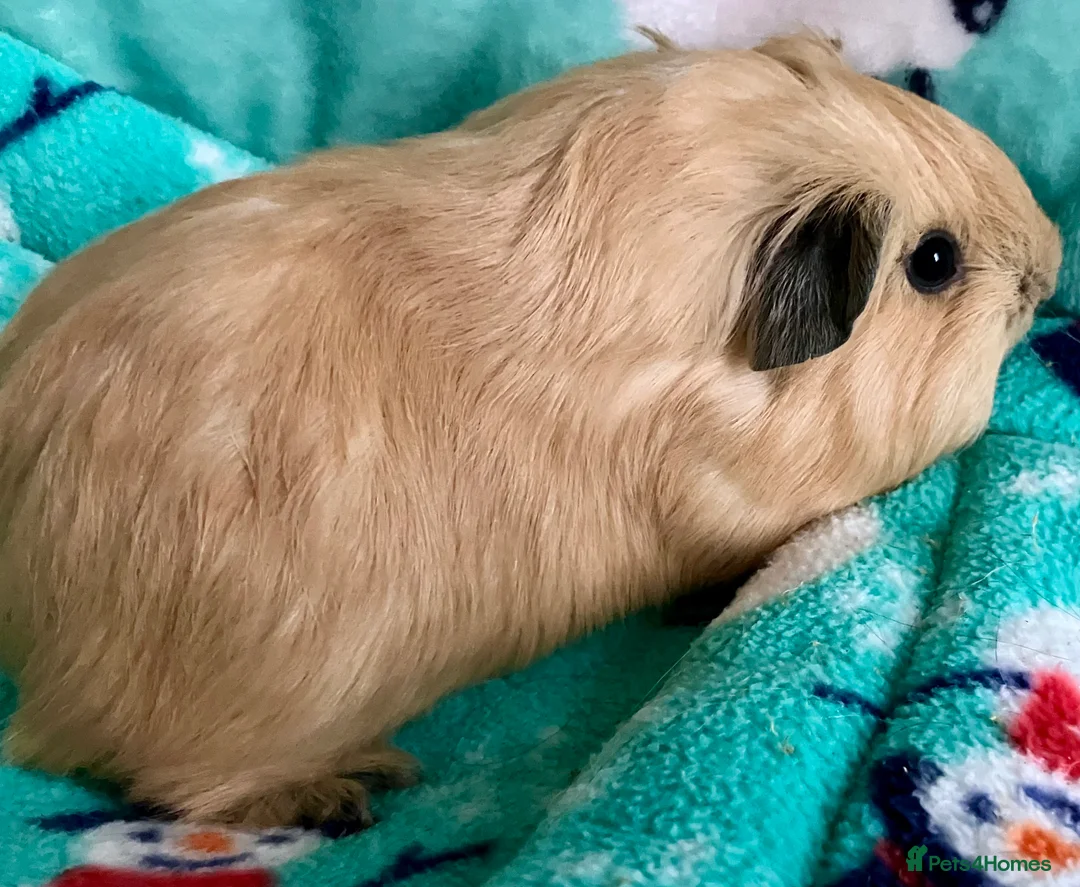 Guinea Pig rodents for sale: Boar and Son pair - Advert 9