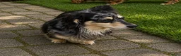 Miniature Dachshund dogs for stud: Silver Dapple long hair stud boy  - Advert 2