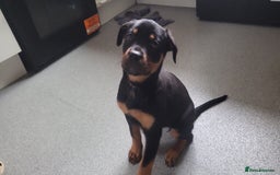 Mixed Breed dogs for sale: Beautiful Ridgeback Staffy x Rottweiler Puppies - Advert 7