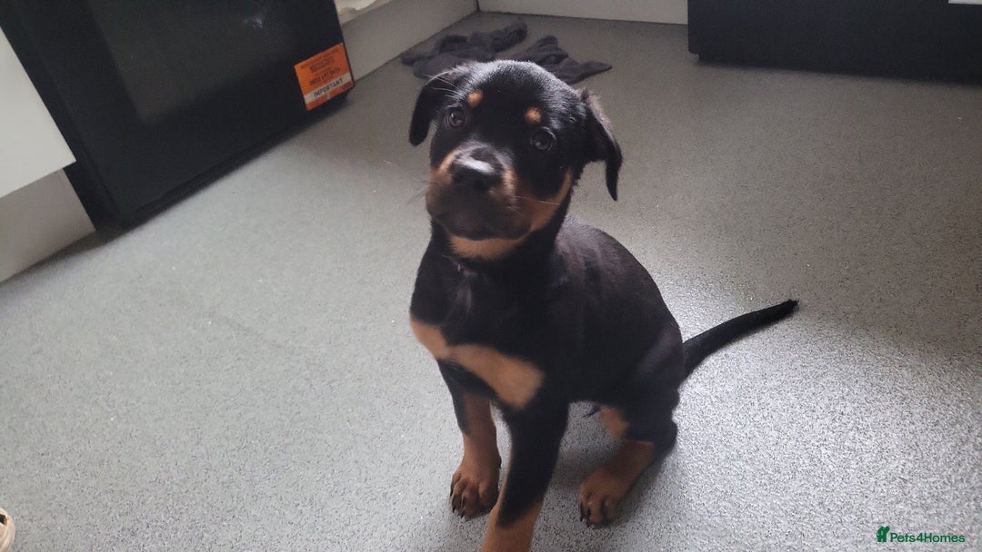 Mixed Breed dogs for sale: Beautiful Ridgeback Staffy x Rottweiler Puppies - Advert 7