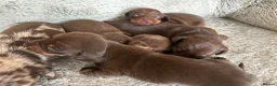 Miniature Dachshund dogs for sale: 1 girl ready now, KC, health tested,PRA clear - Advert 9