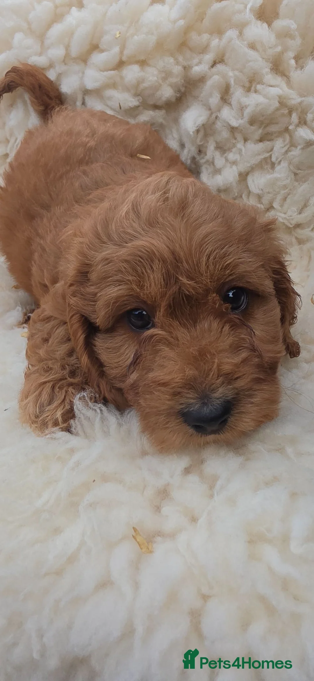 Cockapoo dogs for sale: F2 cockapoos  - Advert 1