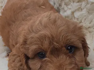 Cockapoo dogs F2 cockapoos - Advert 1