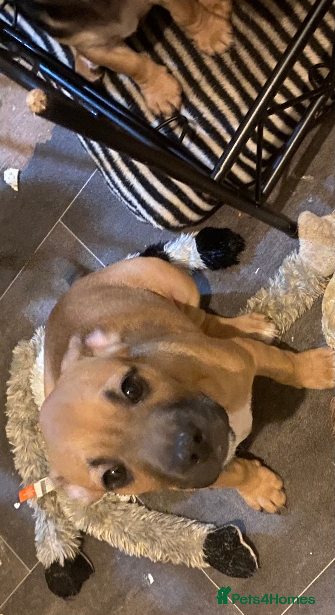 Mixed Breed dogs for sale: French bulldog cross jack russell pups.  - Advert 14