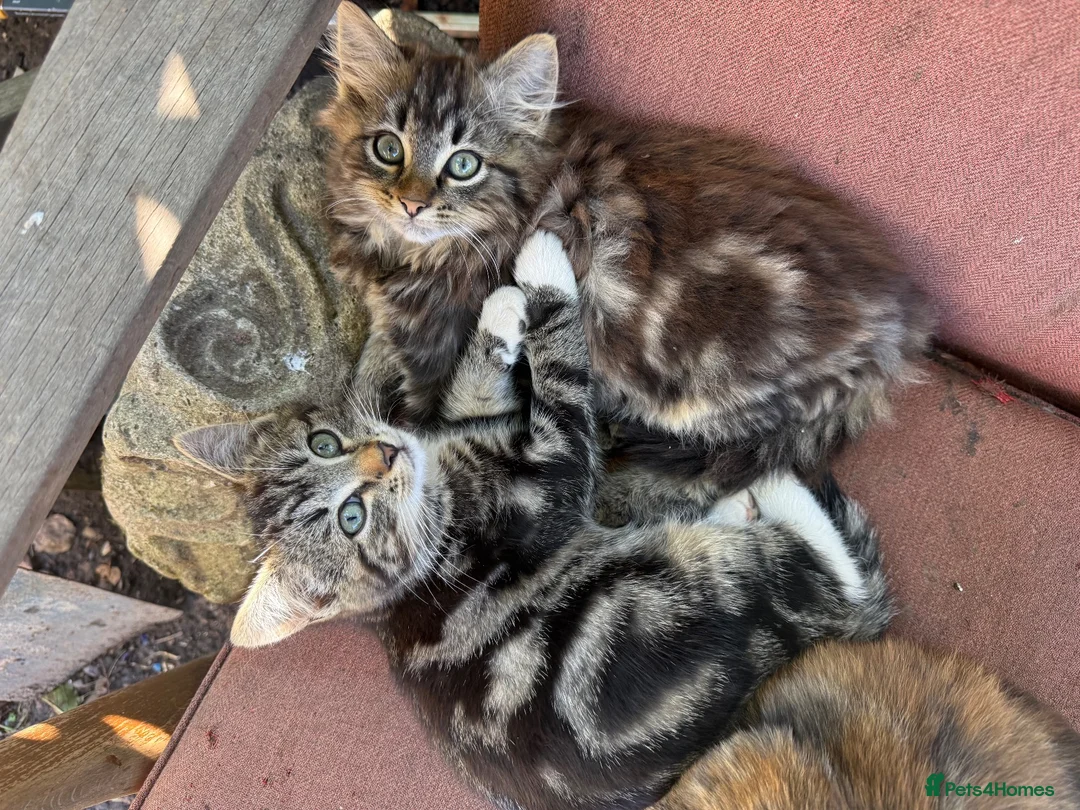 Mixed Breed cats for sale: Beautiful kittens READY NOW  - Advert 1