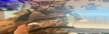 Domestic Shorthair 3
