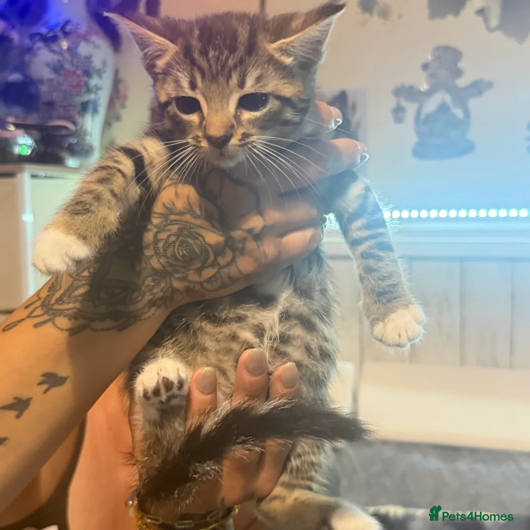 Domestic Shorthair cats for sale: 3 female kittens for sale  - Advert 2