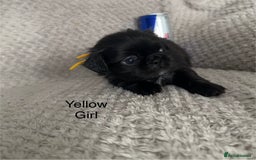 Mixed Breed dogs for sale: Tiny Pugingese pups  - Image 19