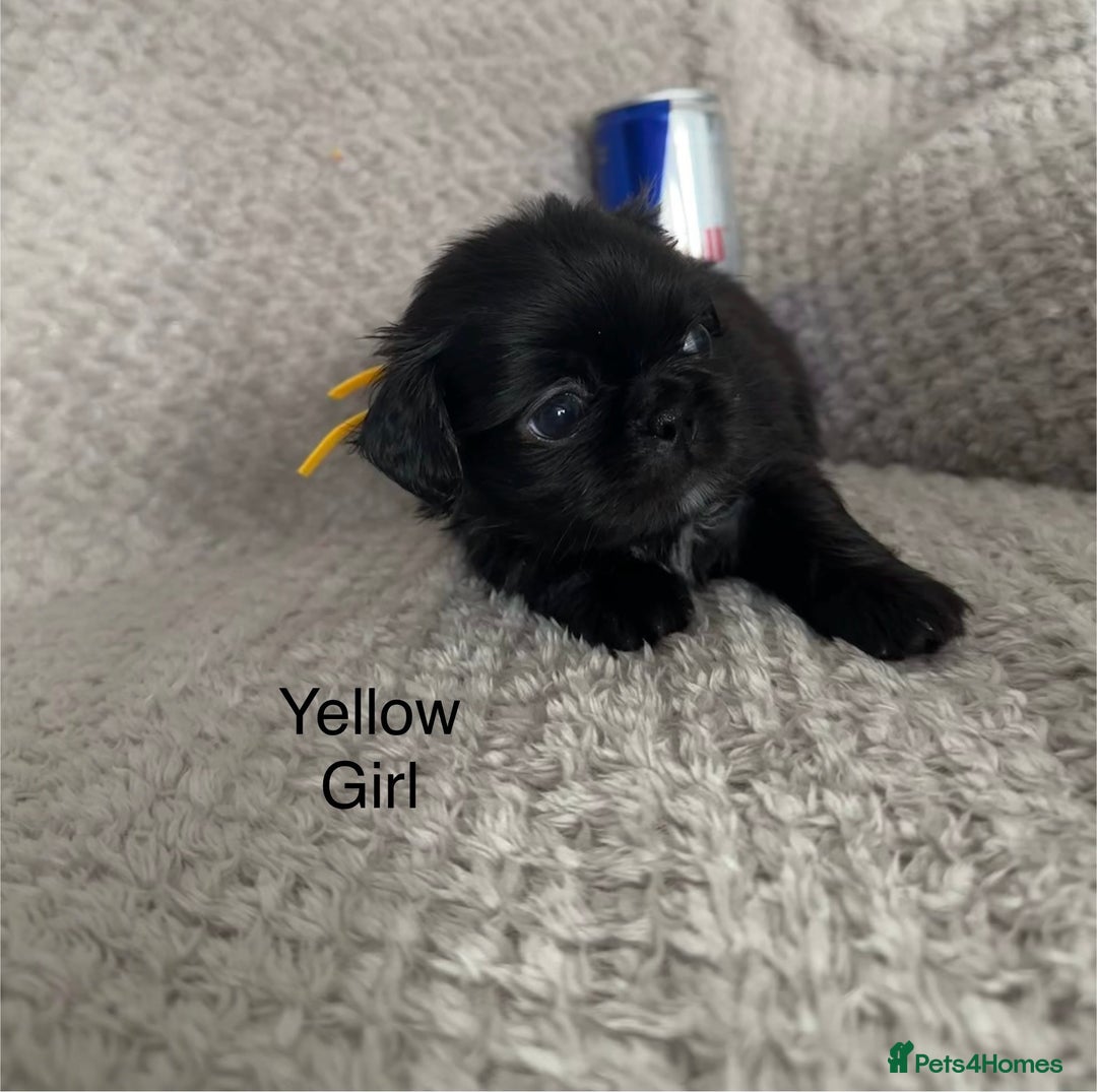 Mixed Breed dogs for sale: Tiny Pugingese pups  - Image 19