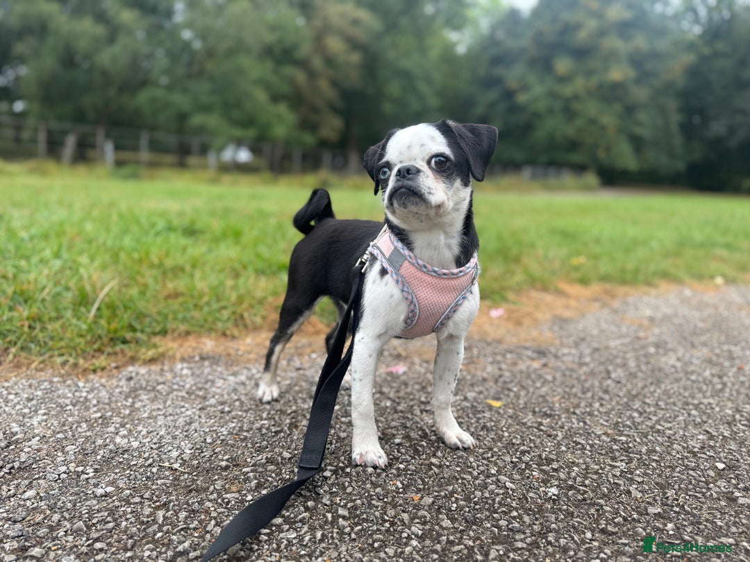 Pug dogs for sale: Stunning Puppy Unique Blue Eye Very Loving - Image 17
