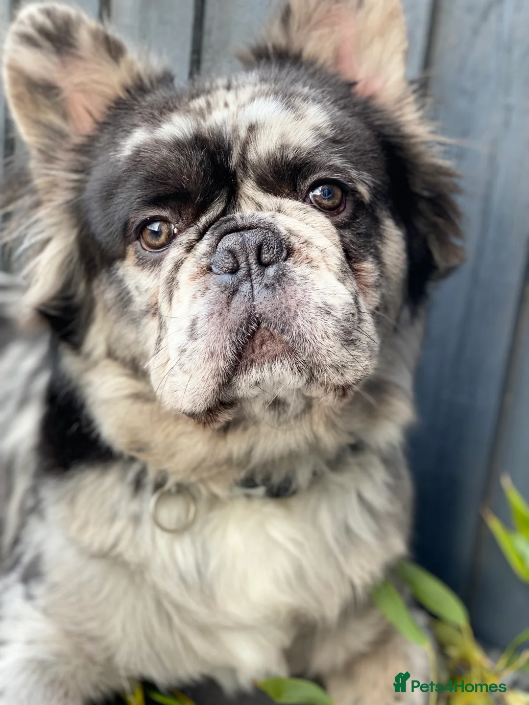 French Bulldog dogs for stud: STUD Full Fluffy Visual Merle £500 all in  in Liverpool - Advert 4