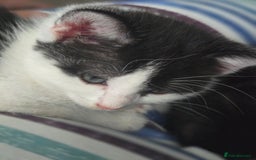Domestic Shorthair cats for sale: Kittens ready to go - Image 7