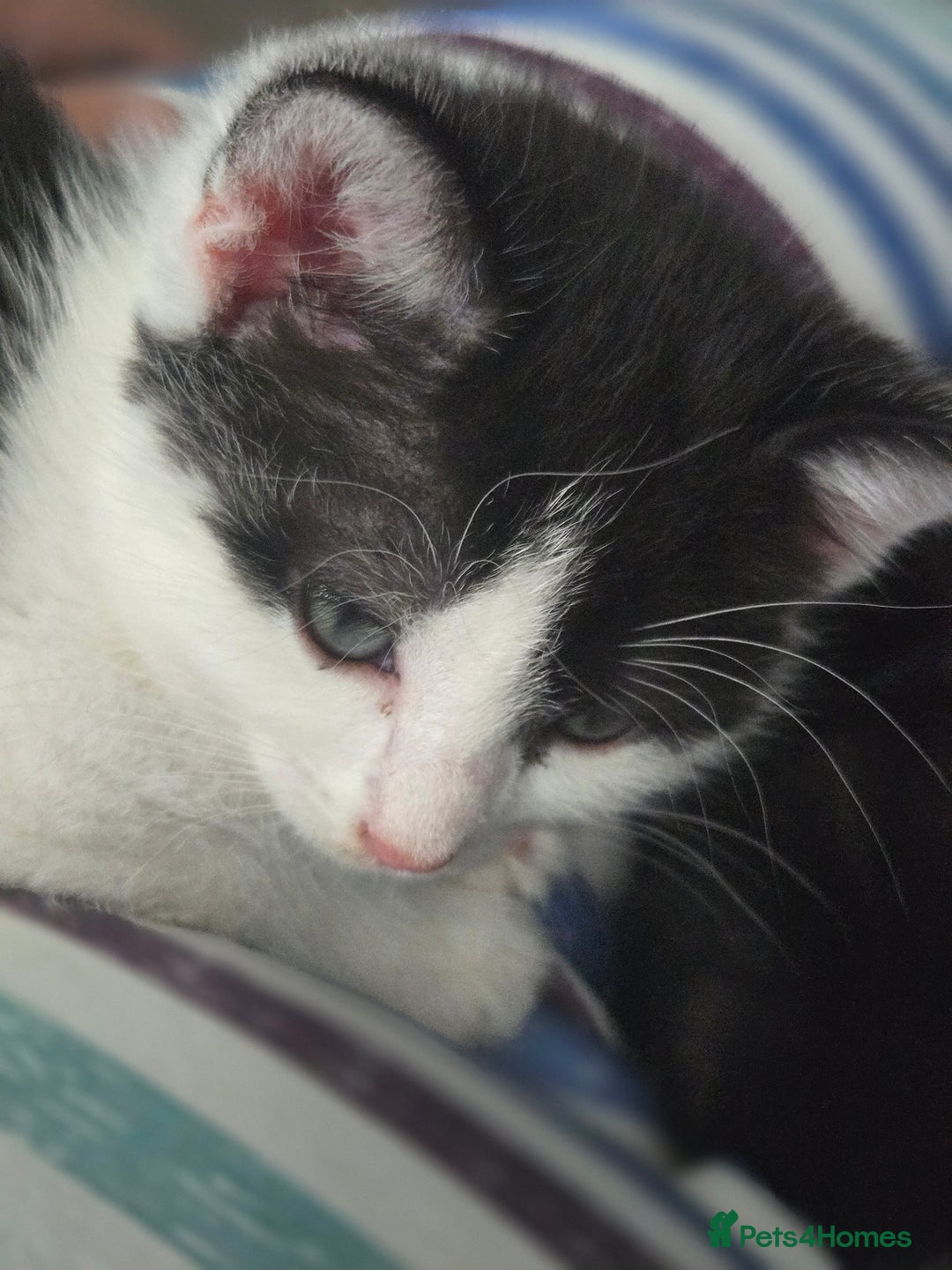 Domestic Shorthair cats for sale: Kittens ready to go - Image 7