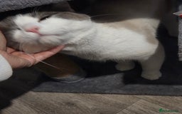 Ragdoll cats for sale: Ragdoll cross - Image 1