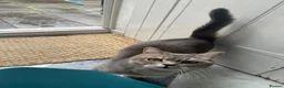 British Shorthair cats for sale: 2 Year Old Male Cat Looking for His Forever Home in London - Advert 4